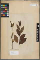 Foto von Salix phylicifolia L.